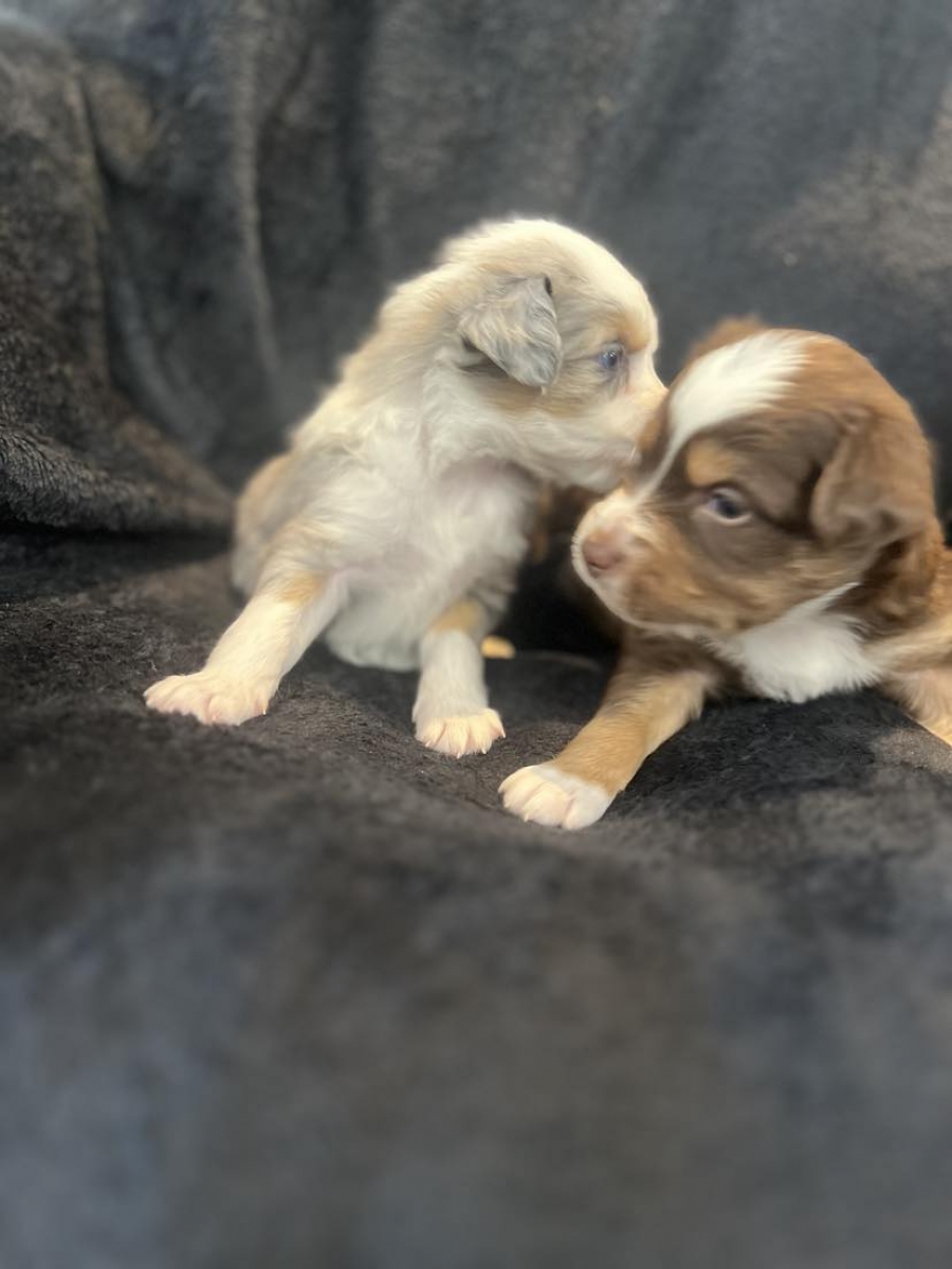 Sell Puppies Online 🐶 Puppies Near You for Sale Pawbe 🐾