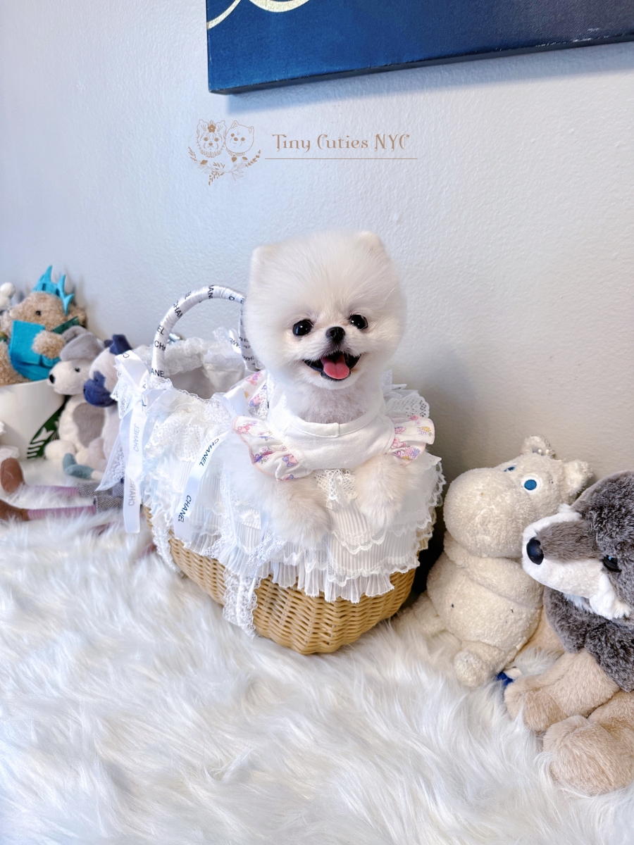 Sell Puppies Online 🐶 Puppies Near You for Sale Pawbe 🐾