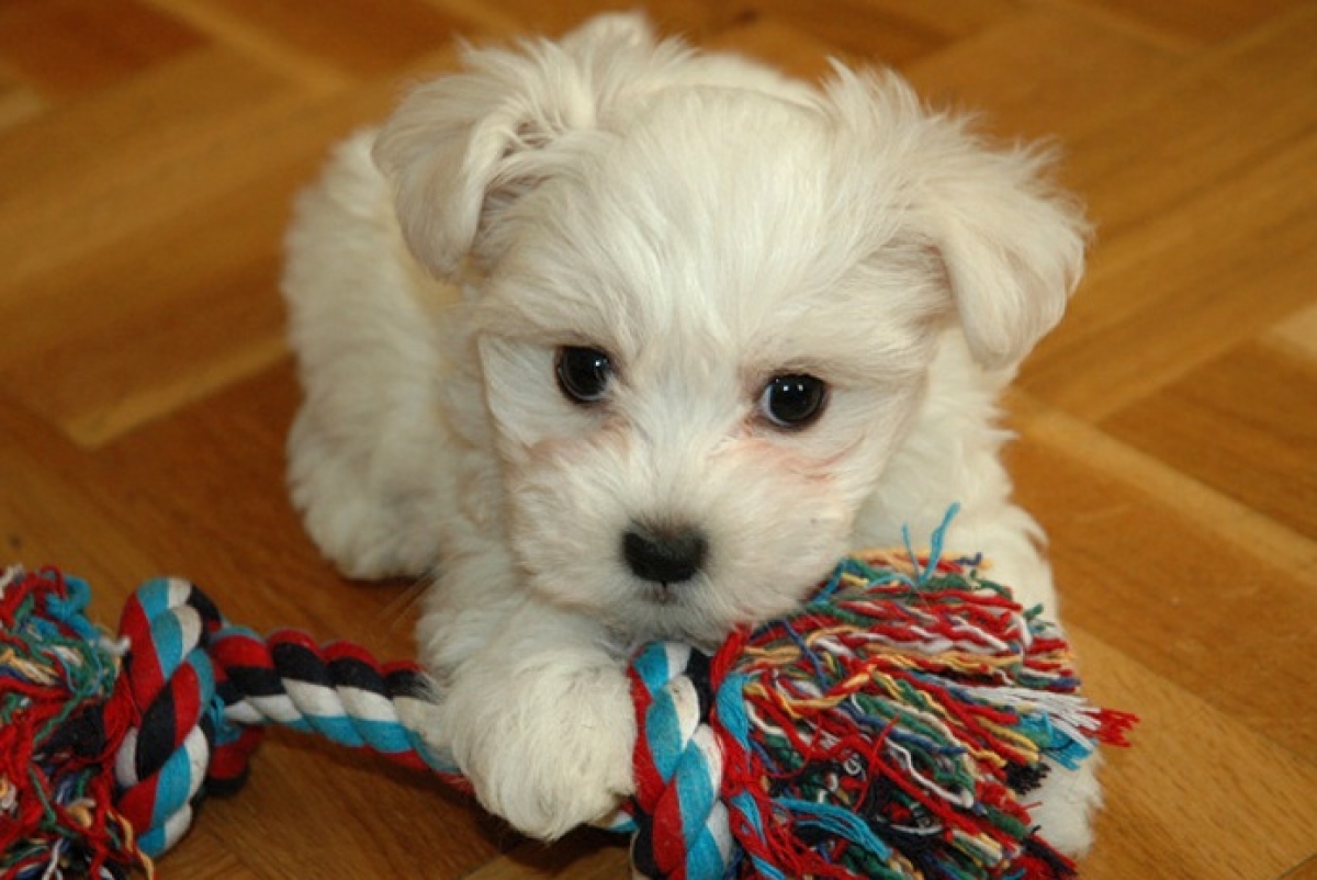 про маленького щенка. собачек алиса. собака чихуа хуа хуа. миленькая собачка чихуаухуа. чихуа милли.