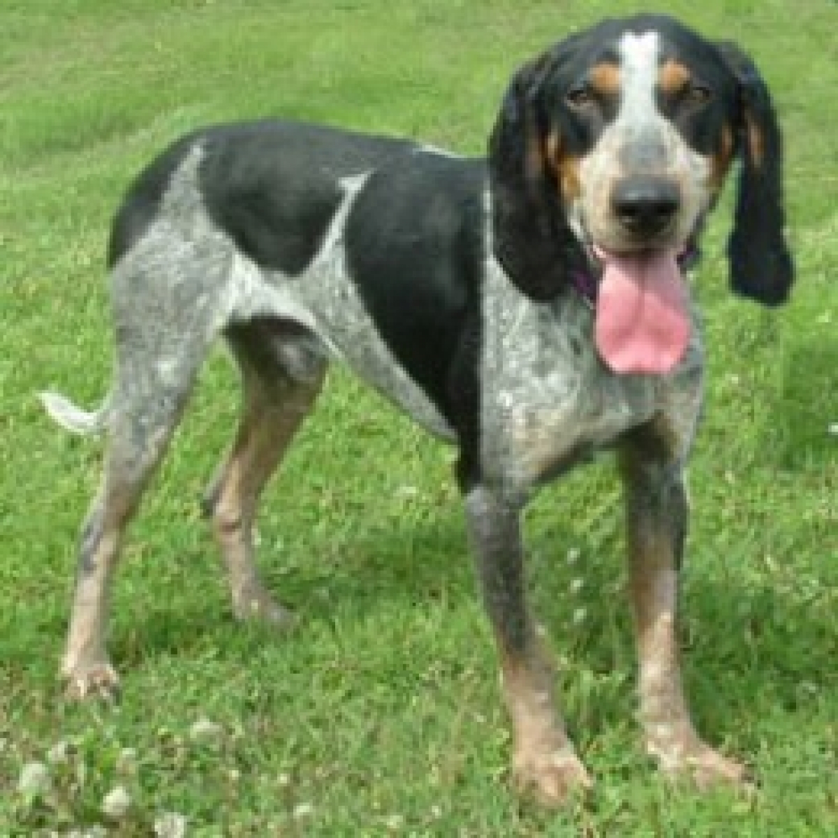 Sell Puppies Online 🐶 Puppies Near You for Sale Pawbe 🐾