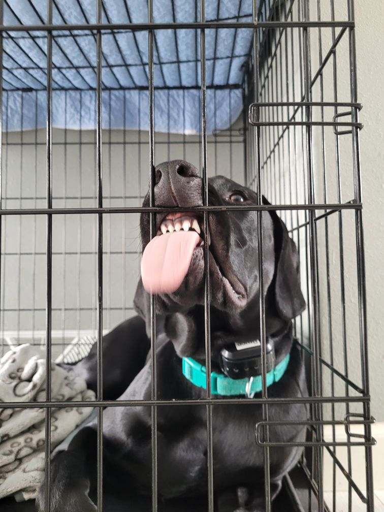 Bruce Wayne Reese