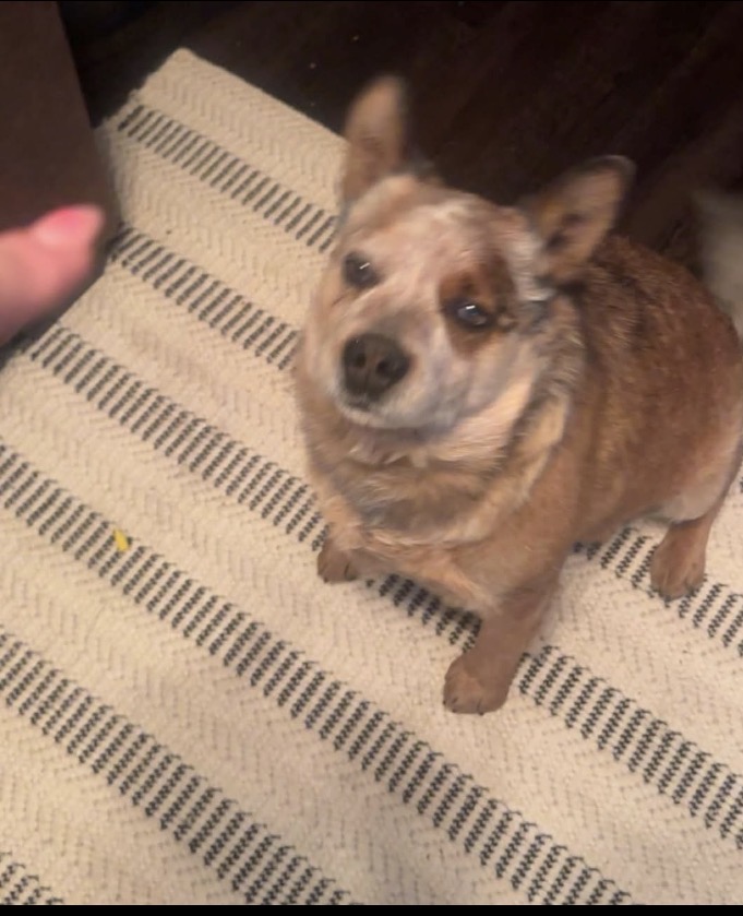 Buddy