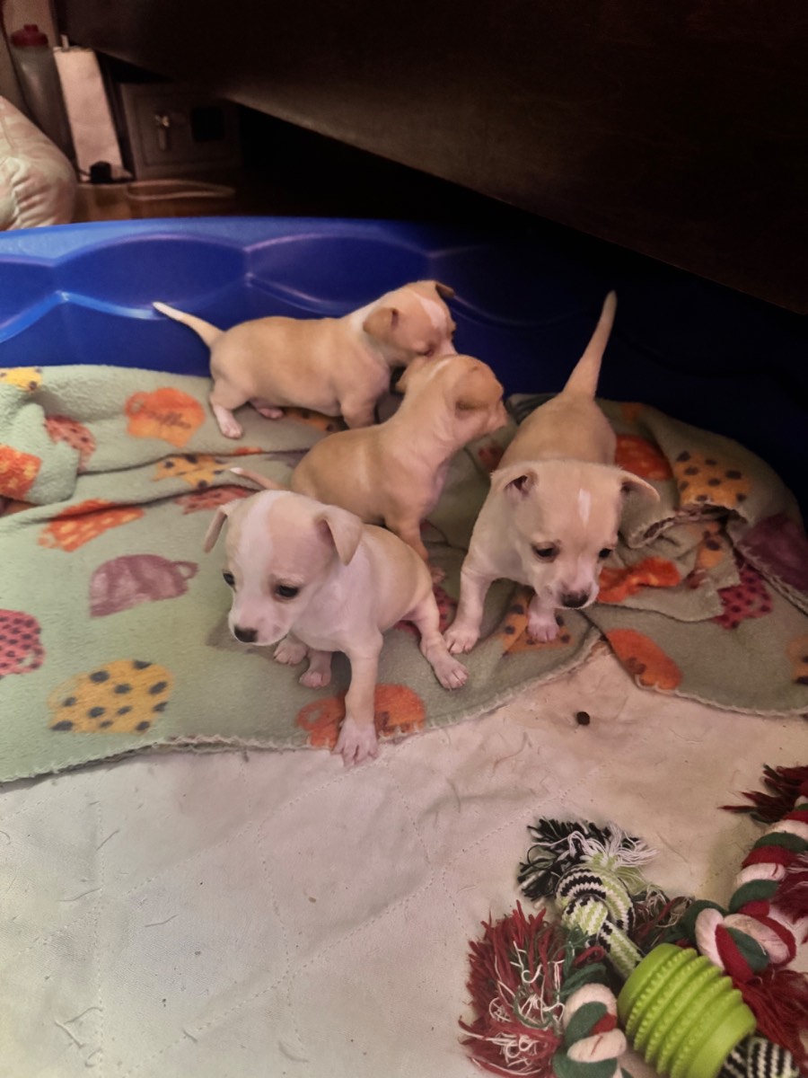 Playful, Toy Pups
