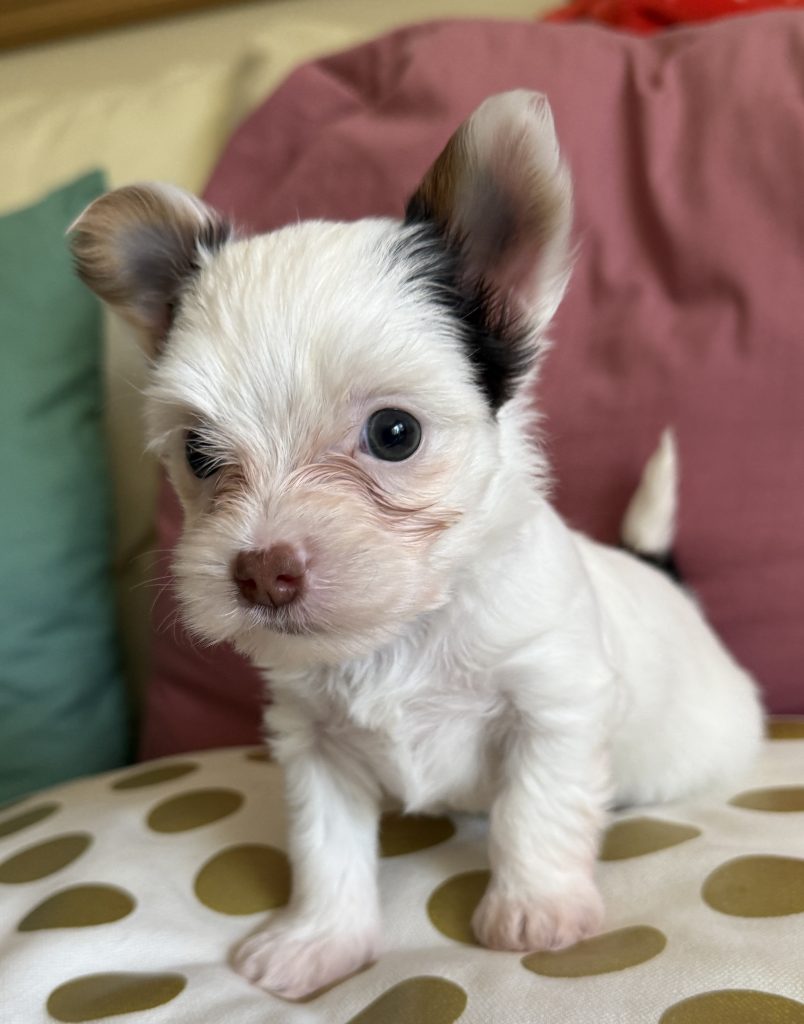 Yorkshire Terrie Puppies