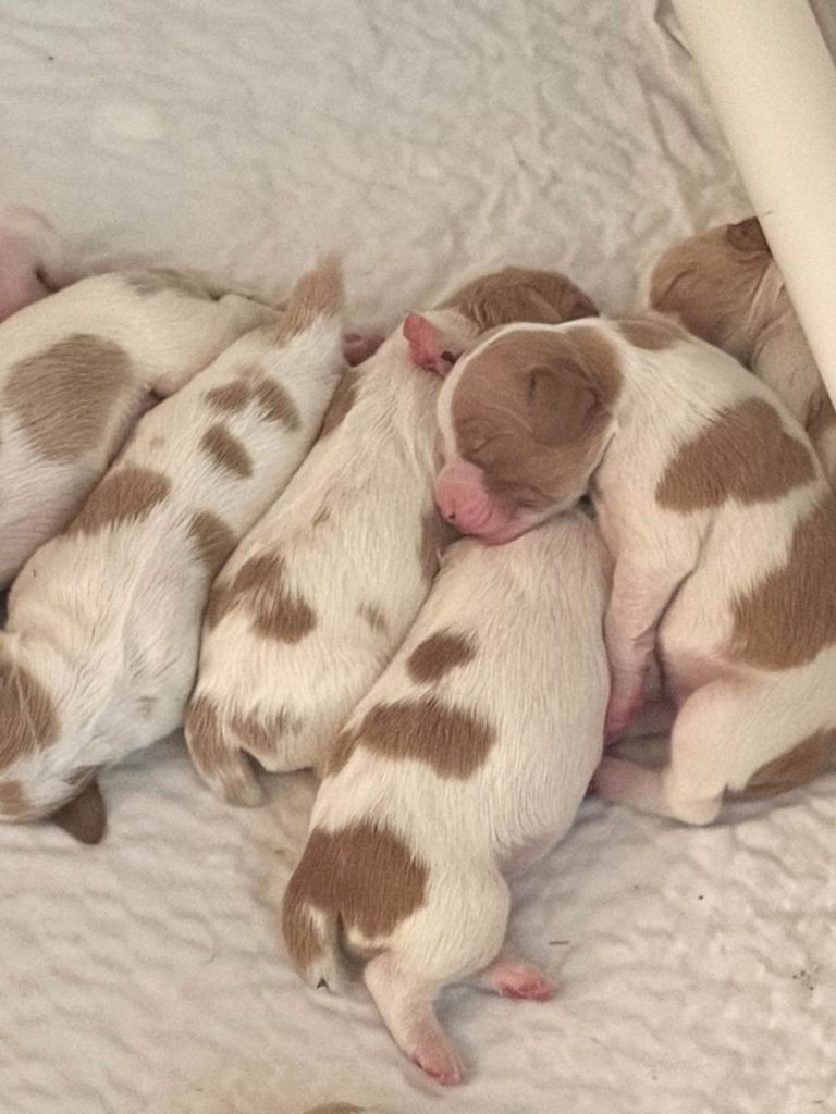 Brittany Puppies For Sale