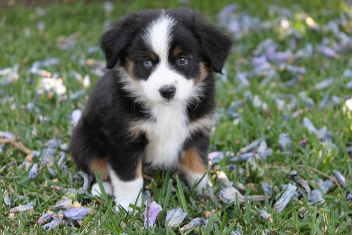 Miniature Australian Shepard