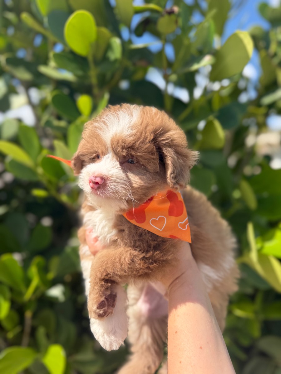 Aussiepoo