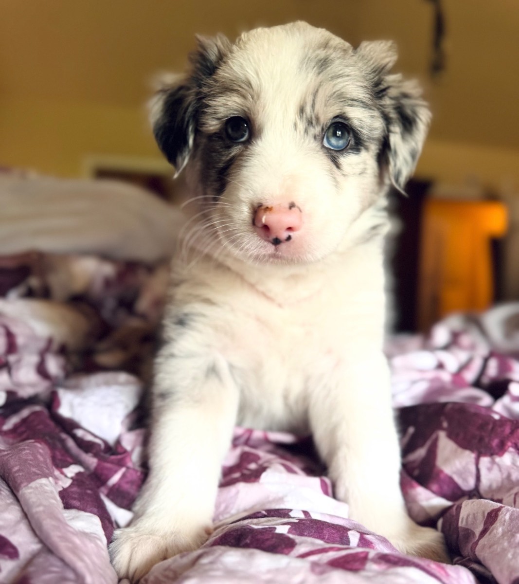 Border collie puppy