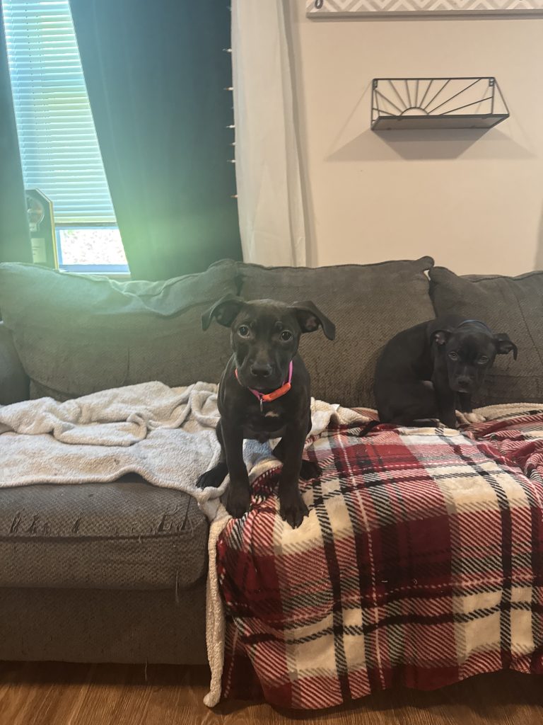 Engaged pups featured breeder photo