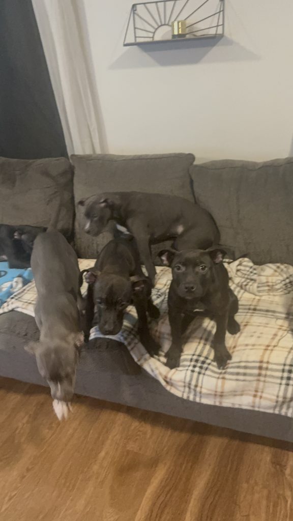 American Staffordshire Terrier Puppies