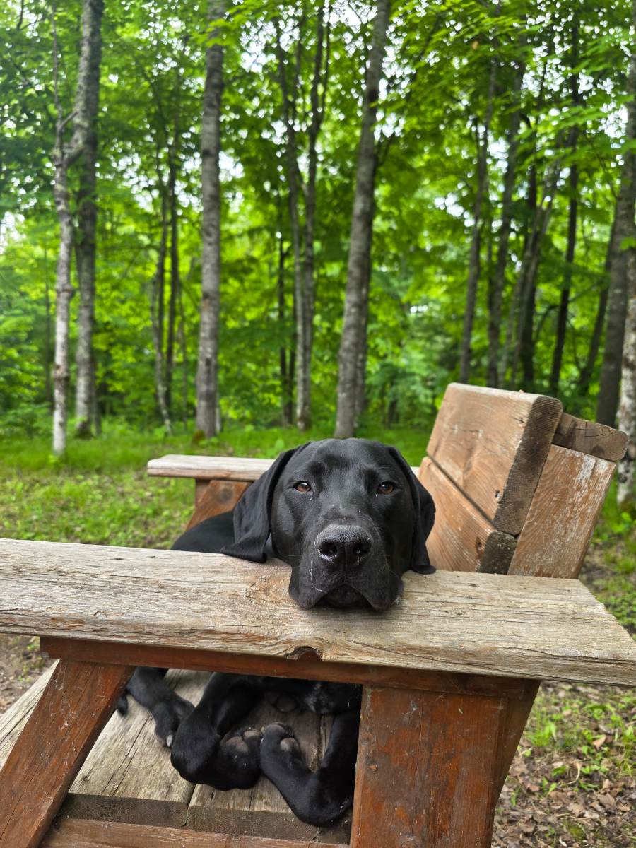 German Shorthaired Pointer (GSP)
