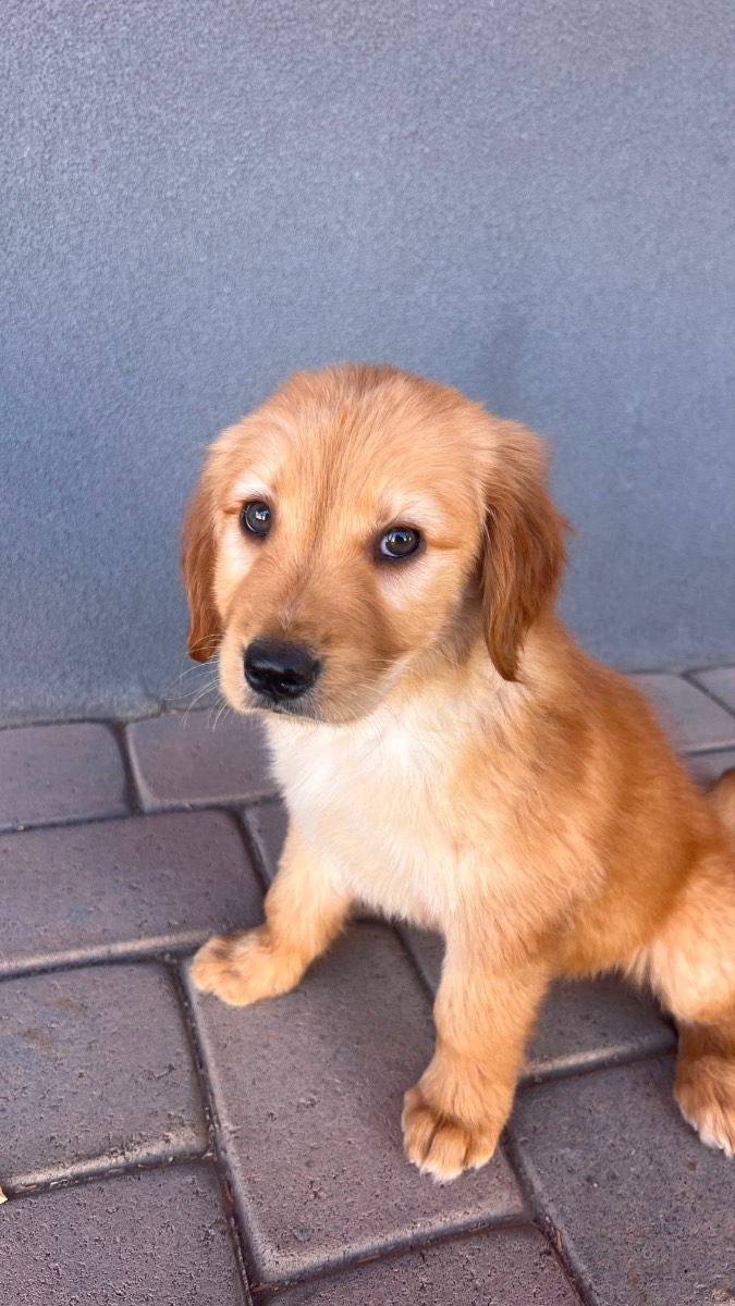 Golden Retriever Male