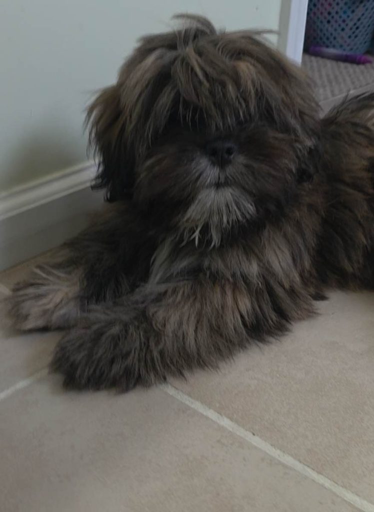 8 Month Old AKC Lhasa Apso