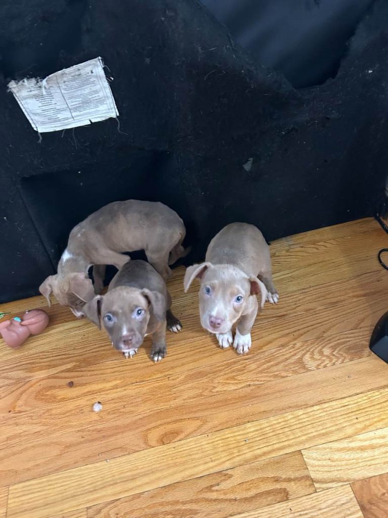 Full Breed Pit Puppies