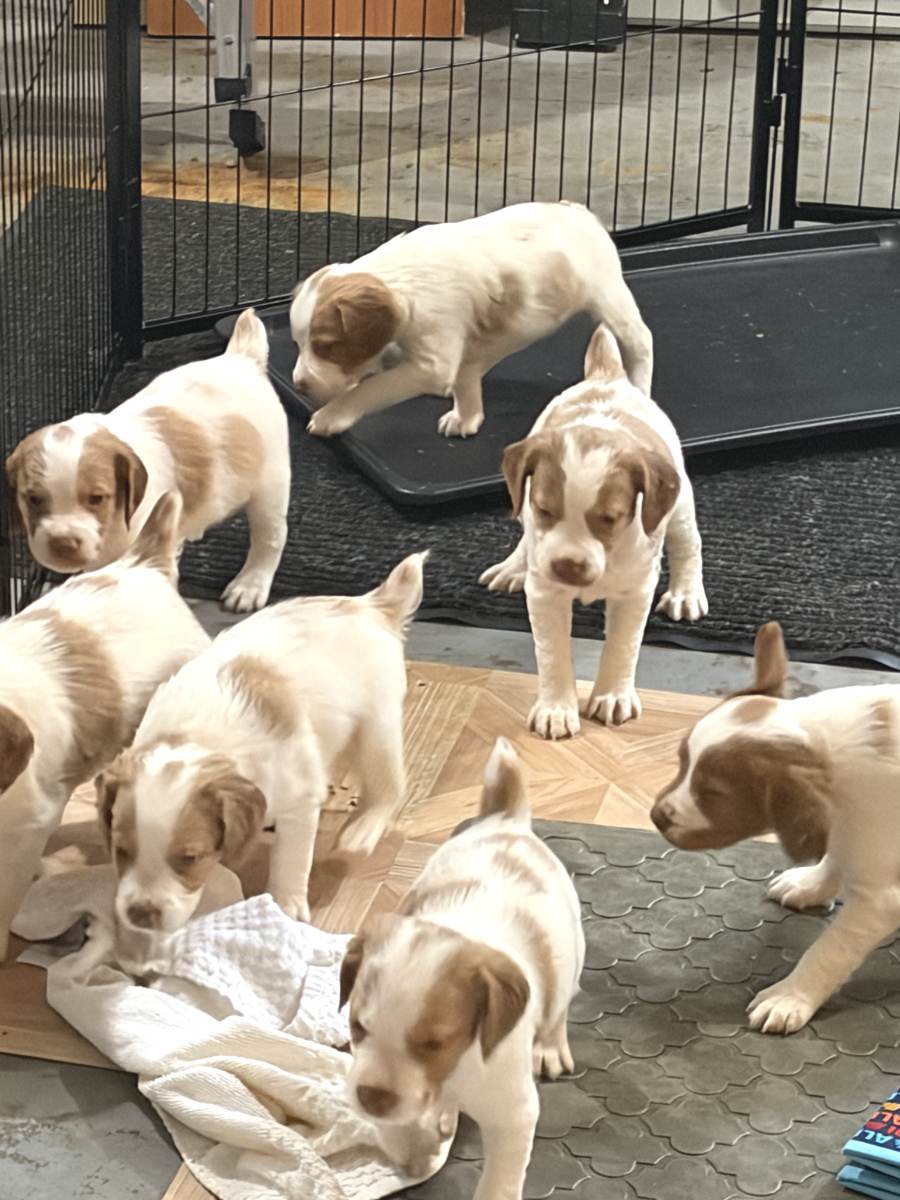 Brittany Puppies For Sale