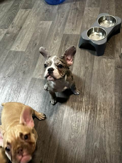 12-week old French Bulldog Puppies