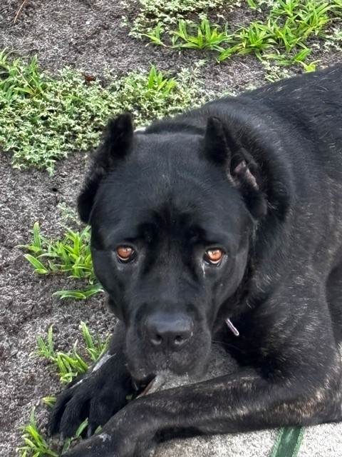 AKC registered 19-month-old Cane Corso Female