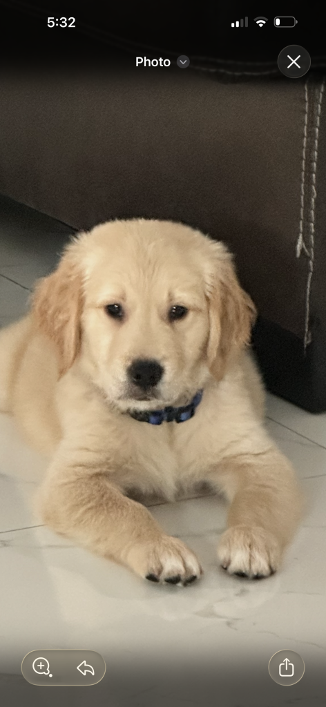 Golden Retriever