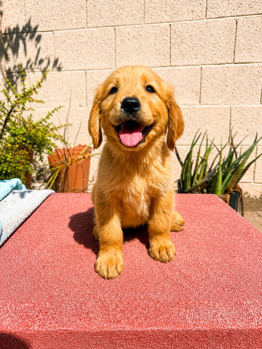Golden Retriever