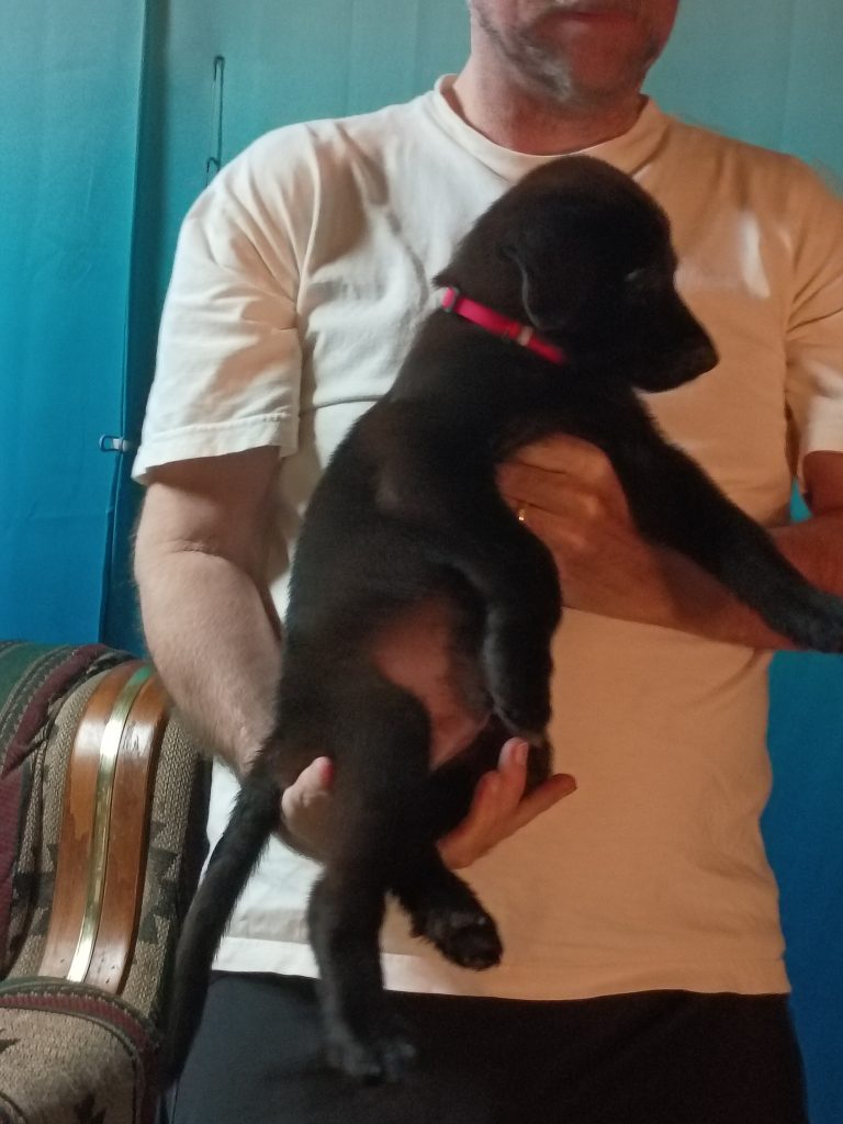 New Puppy Listing