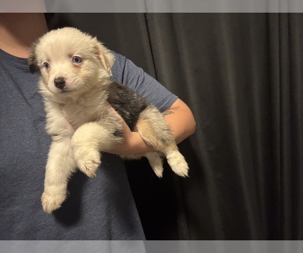 Faithful Australian Shepherd Puppies