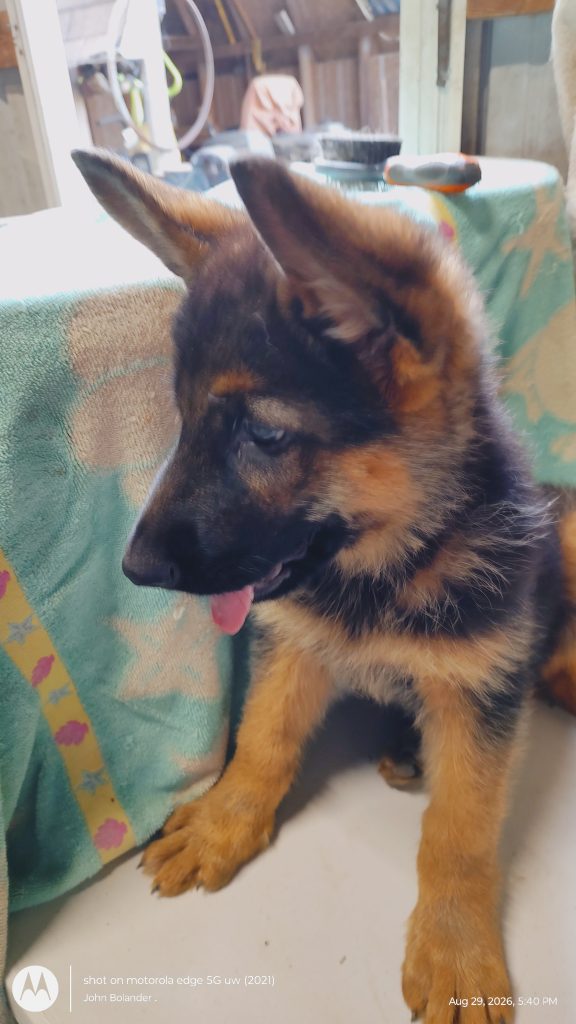 Top Quality Kennels