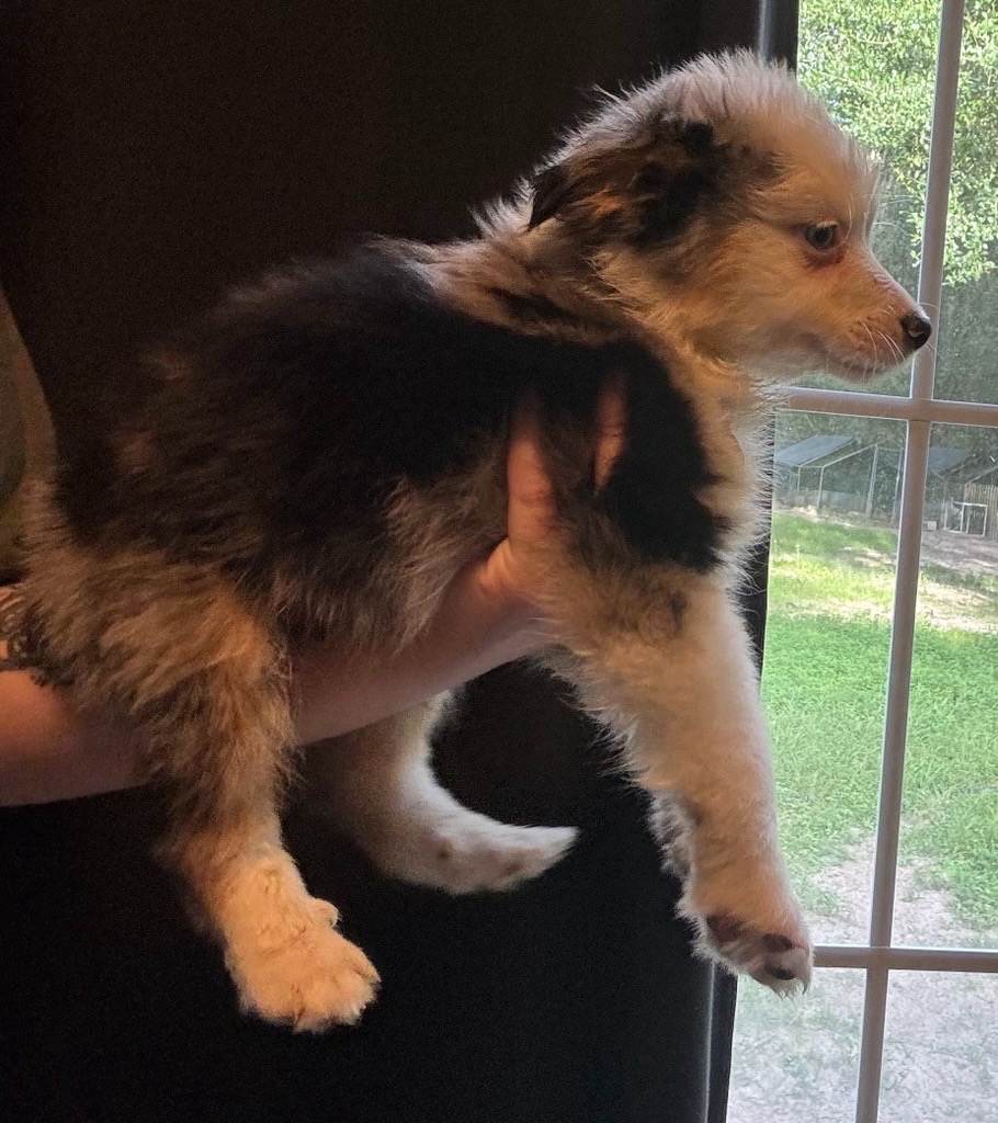 Faithful Australian Shepherd Puppies