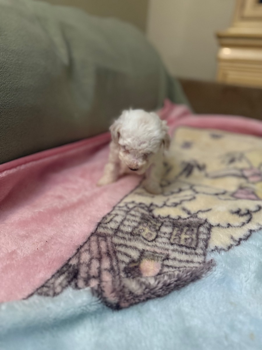 Toy Poodle Puppy – Female – $1,200