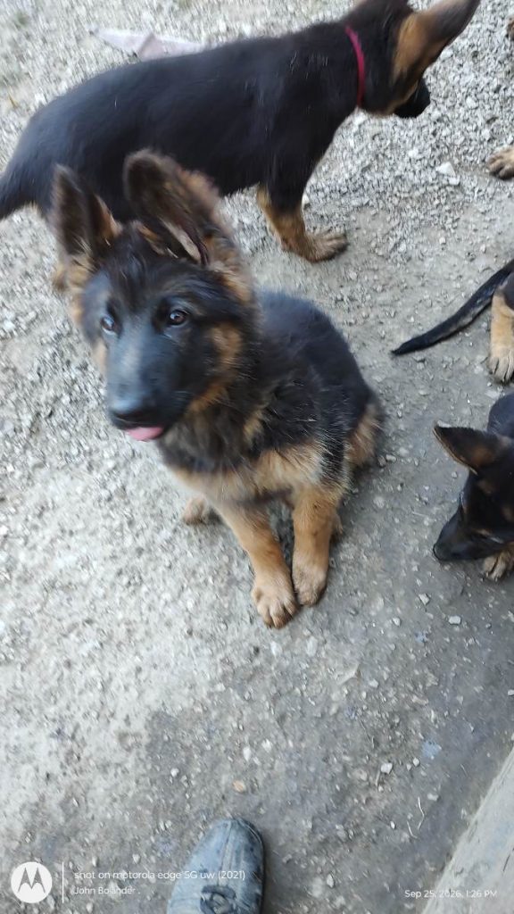 German Shepherd Puppies